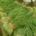 自己家种韭菜