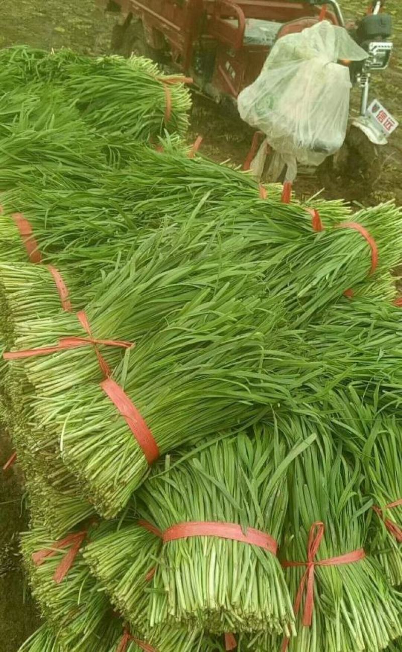 自己家种韭菜