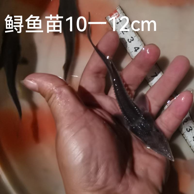 鲟鱼苗尖嘴鲟西杂鲟鲟龙鱼免费提供技术和书面资料