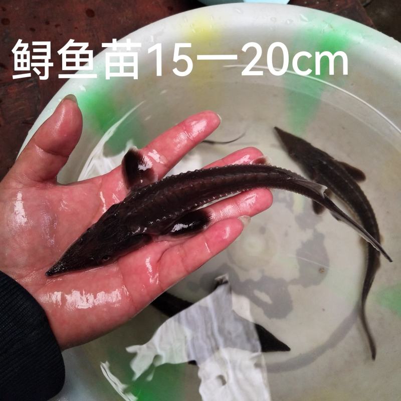 鲟鱼苗尖嘴鲟西杂鲟鲟龙鱼免费提供技术和书面资料