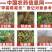 30%甲霜噁霉灵恶霉灵大田水稻立枯病专用农药杀菌剂
