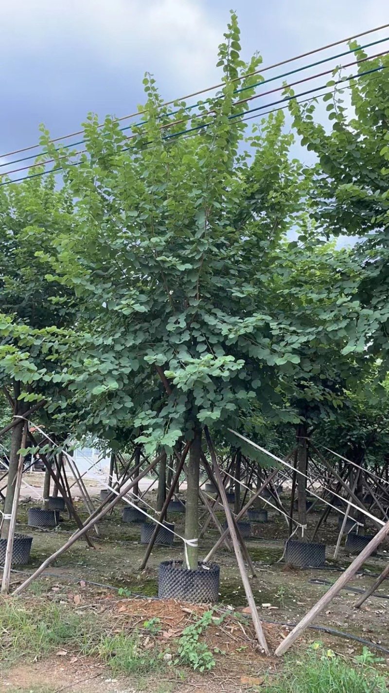 宫粉紫荊