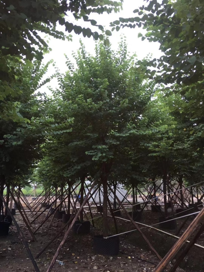 宫粉紫荊