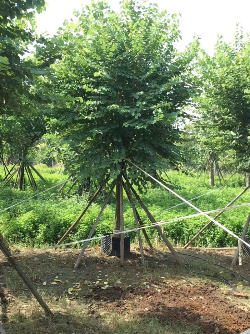 宫粉紫荊