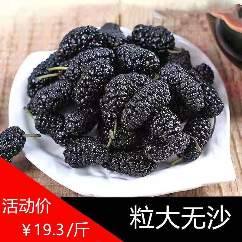 新疆吐鲁番野生桑葚干500g/100g干净无沙桑葚无沙大