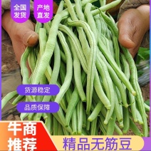 精品无筋豆四季豆大量有货产地直发欢迎全国客户订购