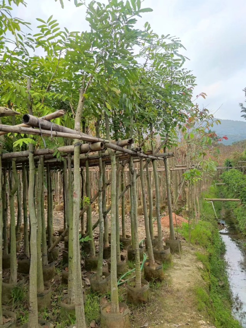 桃花心木10分，现货价好，市政工程专用，基地直销