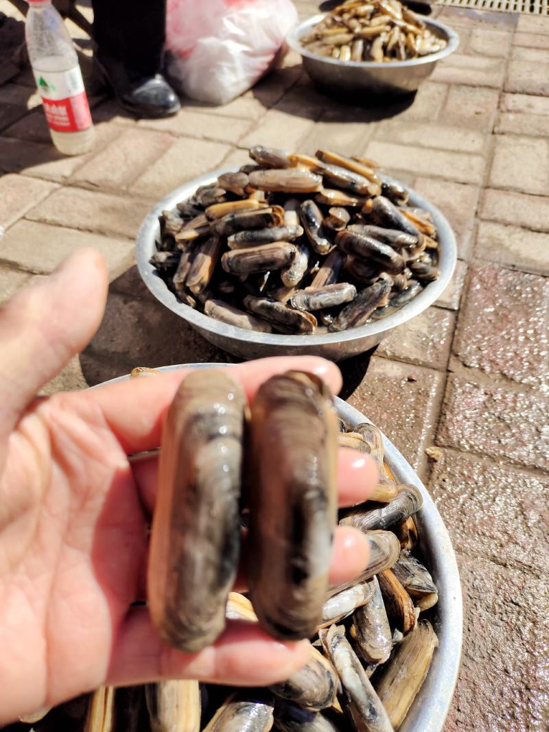 双头蛏！小人蚬当地人现挖现卖！速冻发货！自产自销无差价
