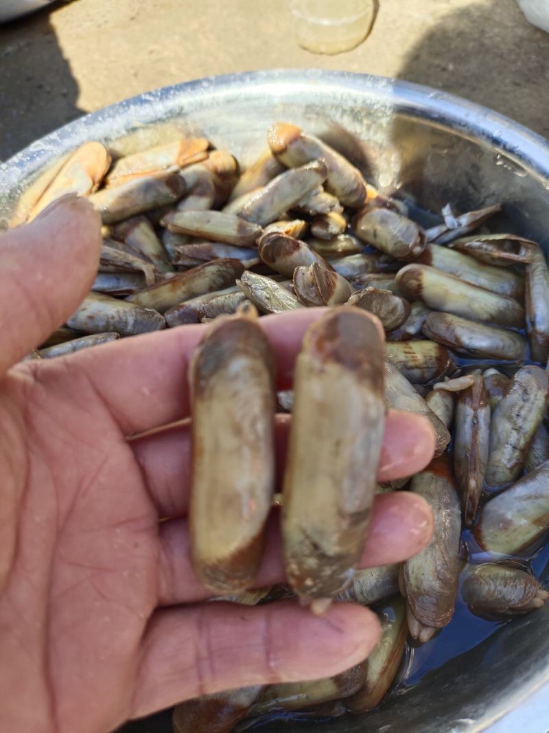 双头蛏！小人蚬当地人现挖现卖！速冻发货！自产自销无差价