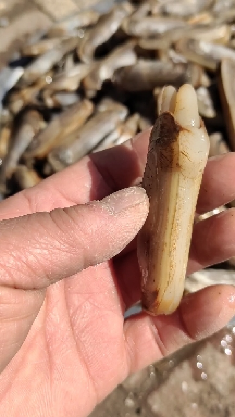 双头蛏！小人蚬当地人现挖现卖！速冻发货！自产自销无差价