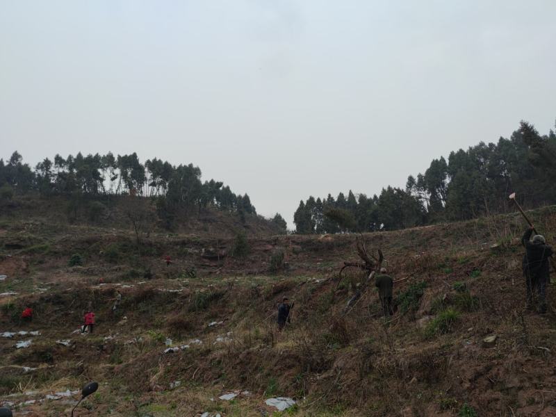 碉楼村村委流转集体土地100亩，全部通公路，价格可商量，
