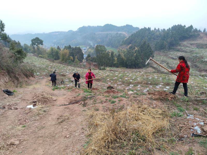 碉楼村村委流转集体土地100亩，全部通公路，价格可商量，