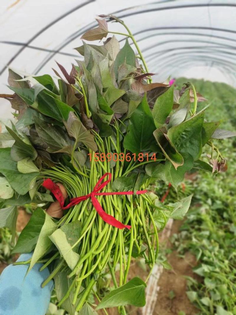 优质西瓜红苗