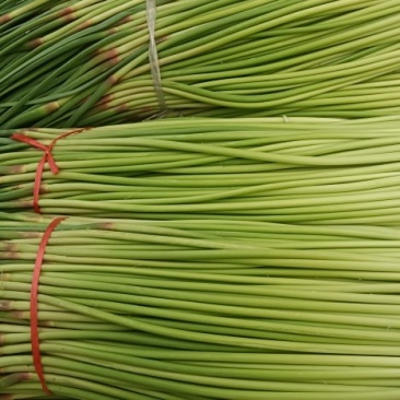 精品红帽蒜苔大量上市需要的老板与我联系