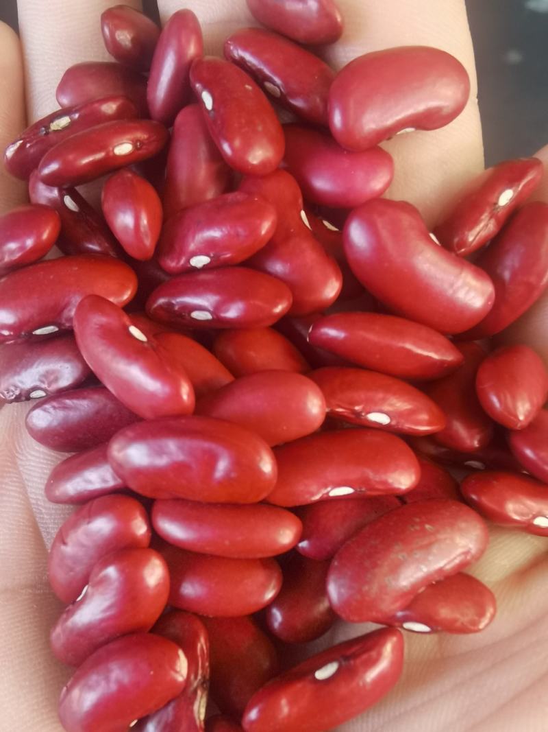 红芸豆批发大颗粒英国红芸豆五谷杂粮新红腰豆