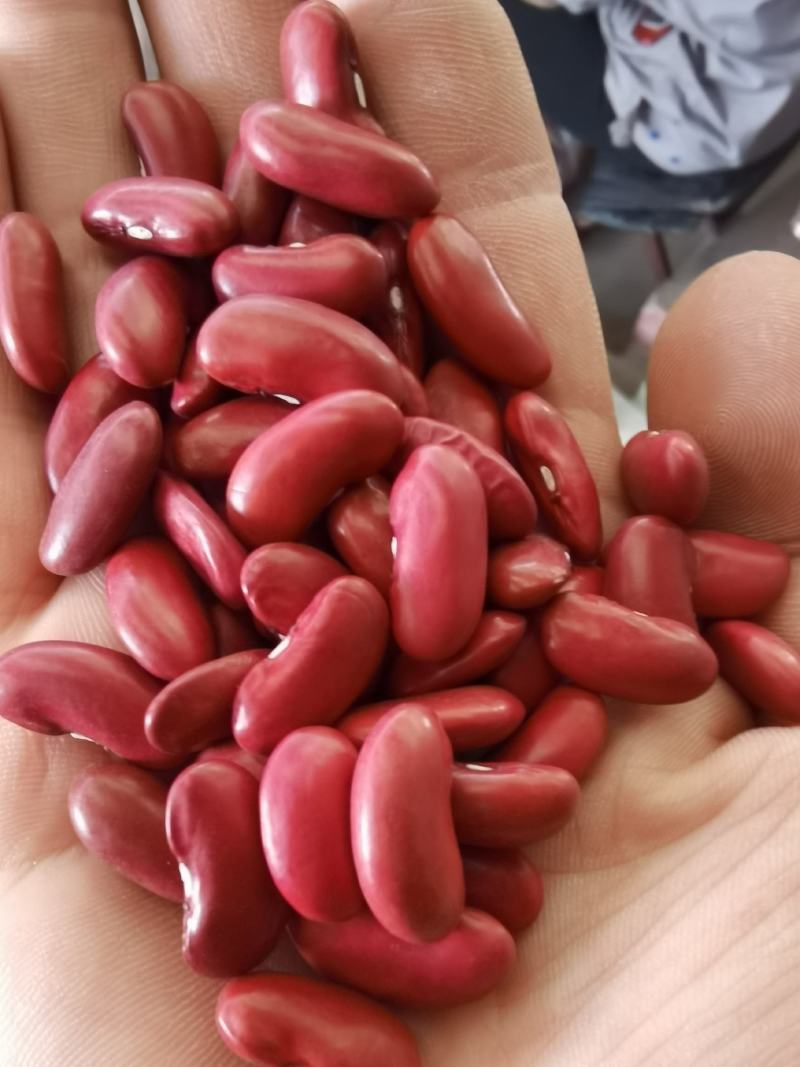 红芸豆批发大颗粒英国红芸豆五谷杂粮新红腰豆