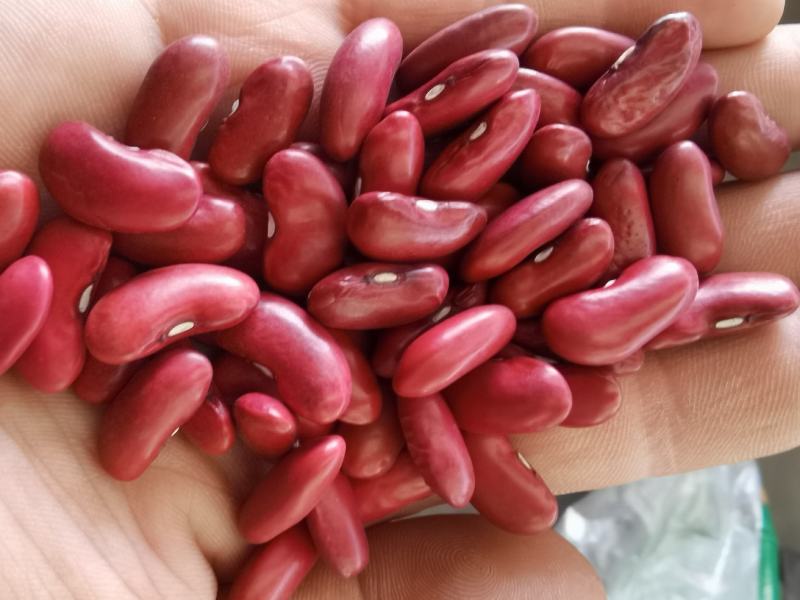 红芸豆批发大颗粒英国红芸豆五谷杂粮新红腰豆