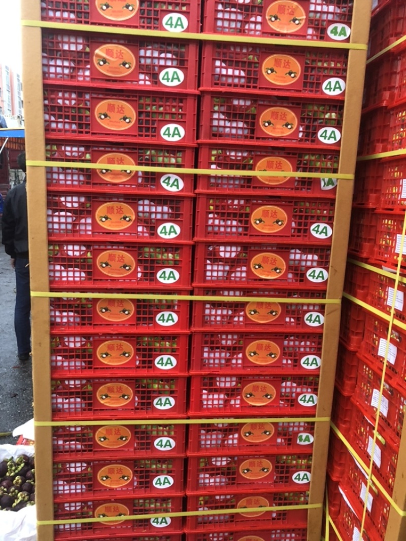 【优选】油竹。麻竹。精品半山竹一手货源欢迎选购