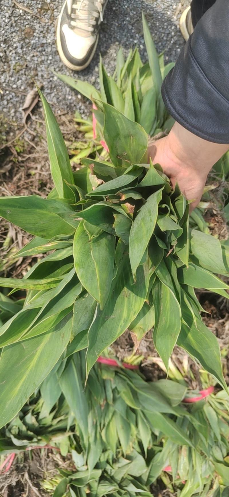 水生植物