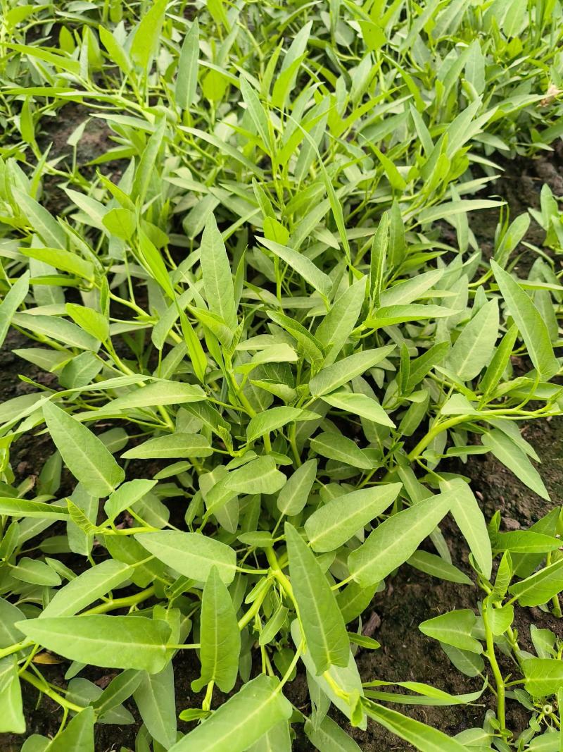 成都空心菜苗