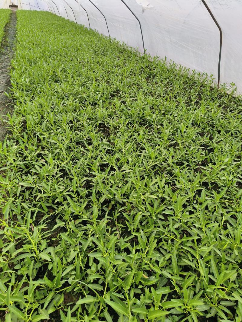 成都空心菜苗
