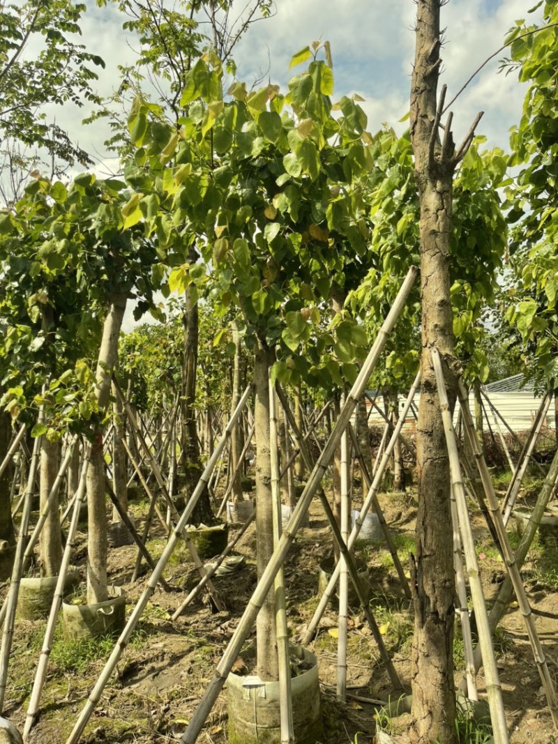 精品：菩提树8-10分大小规格齐全欢迎各位前来咨询