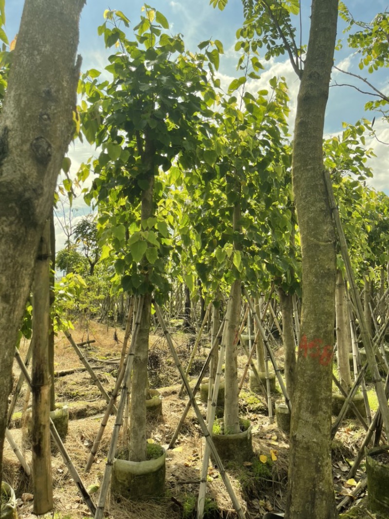 精品：菩提树8-10分大小规格齐全欢迎各位前来咨询