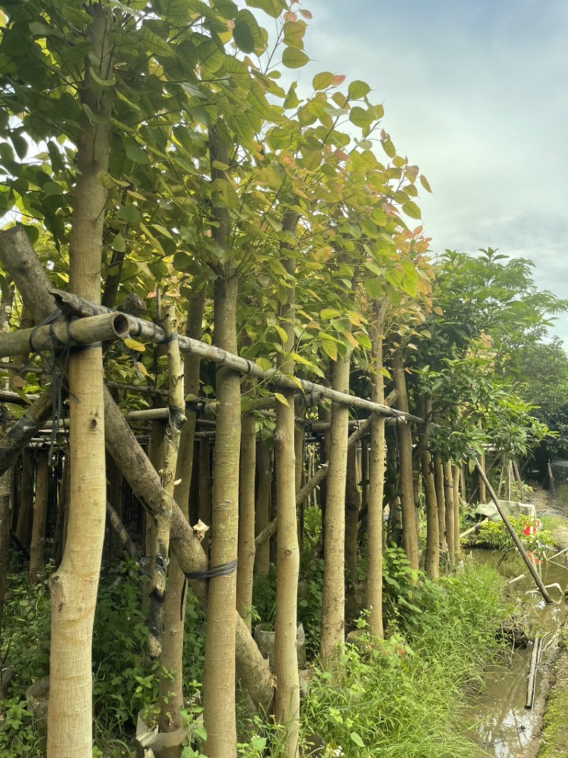 精品：菩提树8-10分大小规格齐全欢迎各位前来咨询
