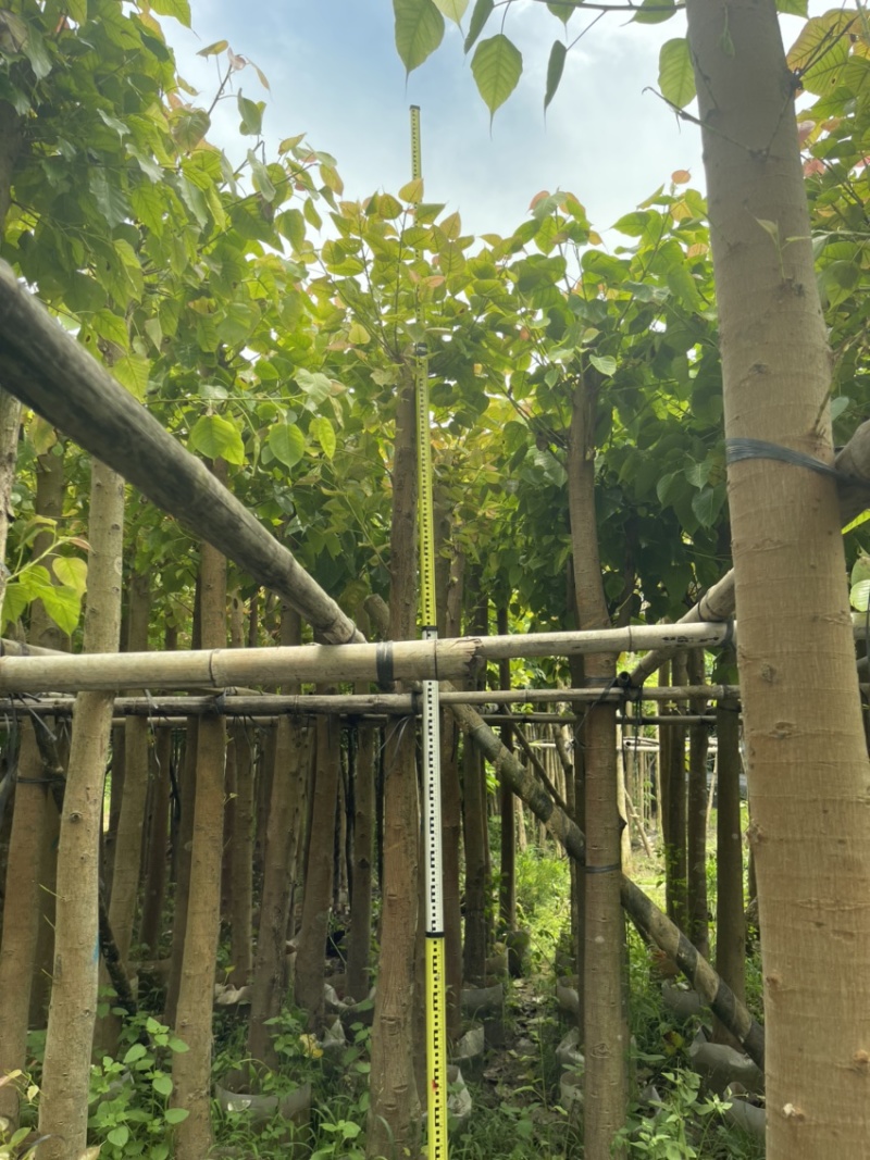 精品：菩提树8-10分大小规格齐全欢迎各位前来咨询