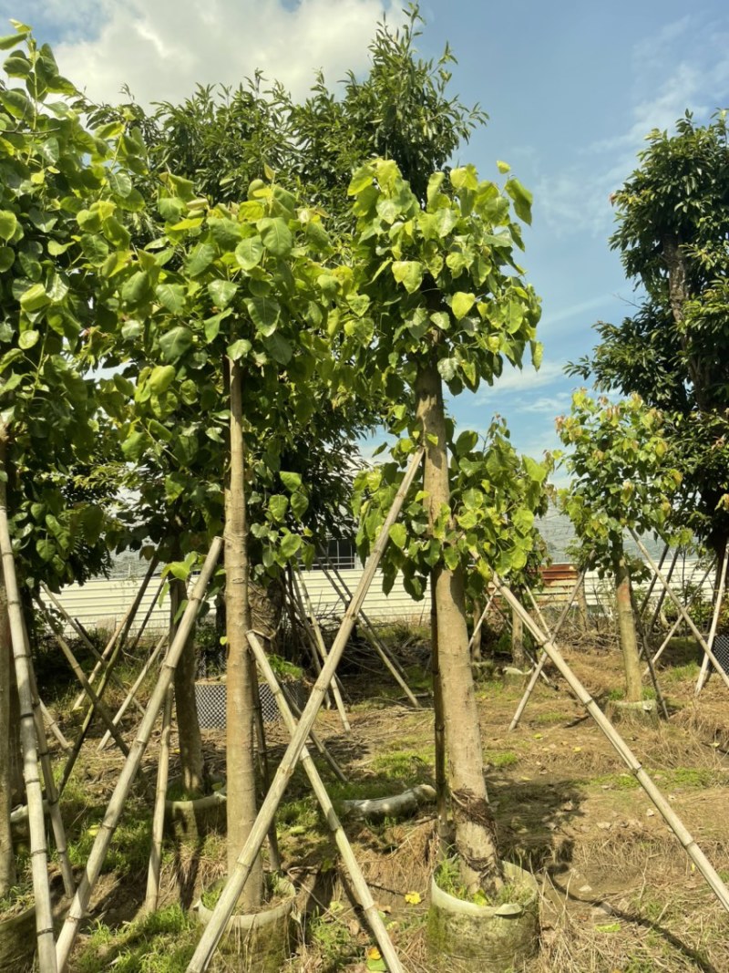 精品：菩提树8-10分大小规格齐全欢迎各位前来咨询