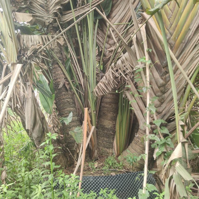 2304基地供应多杆丛生旅人蕉7-10米热带雨林