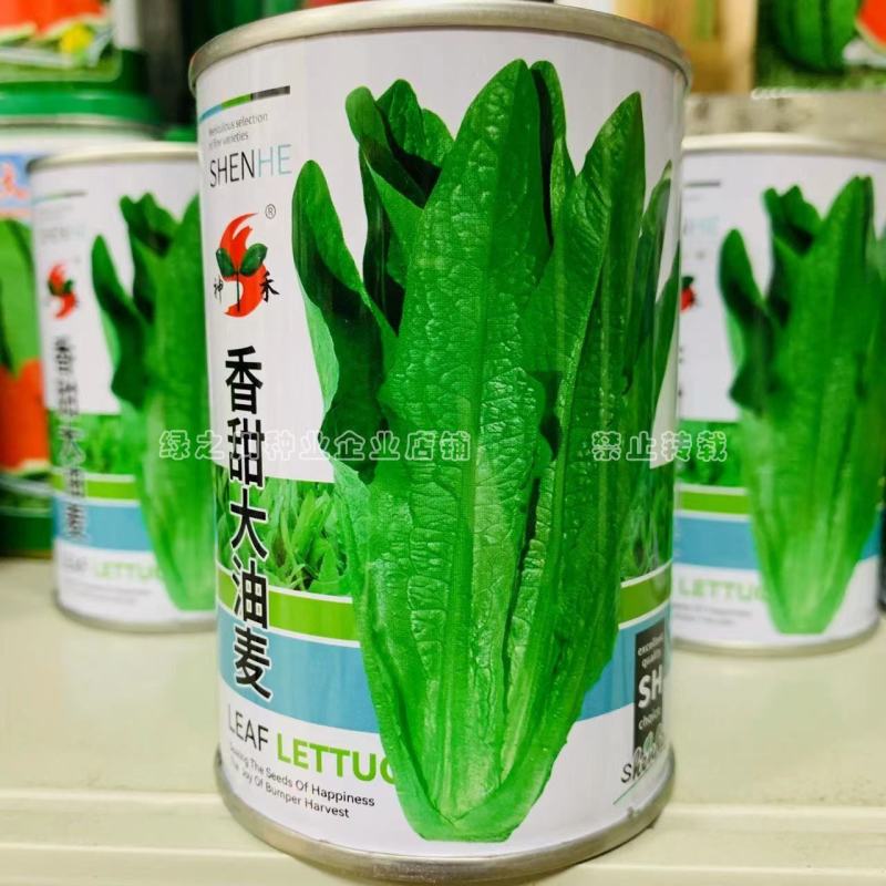 香甜大油麦菜种子基地专用耐热耐寒耐风雨，清甜味纯