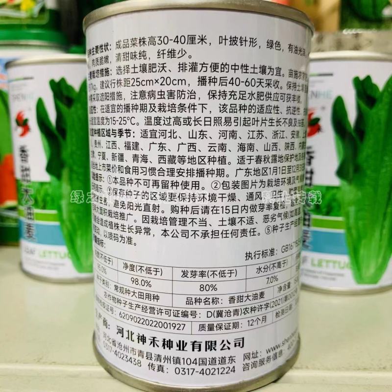 香甜大油麦菜种子基地专用耐热耐寒耐风雨，清甜味纯