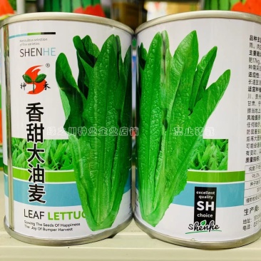香甜大油麦菜种子基地专用耐热耐寒耐风雨，清甜味纯