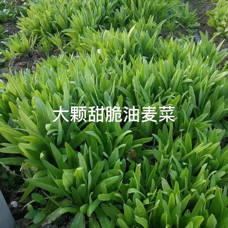 香甜大油麦菜种子基地专用耐热耐寒耐风雨，清甜味纯