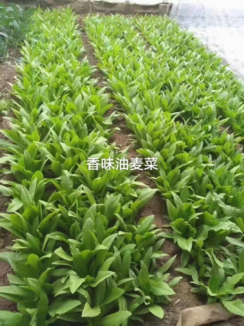 香甜大油麦菜种子基地专用耐热耐寒耐风雨，清甜味纯