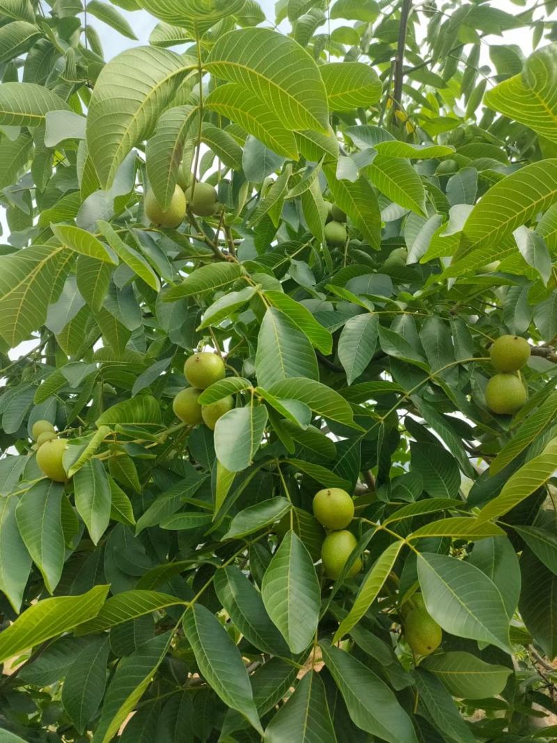 大凉山盐源核桃，40以上手摘果，物美价廉，质量上乘。
