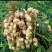 鲜花生、大白鲨、小白鲨、百日红、纯沙地种植口感超棒！