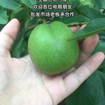 四川凉山盐源县老树核桃，质量上乘，一件代发。