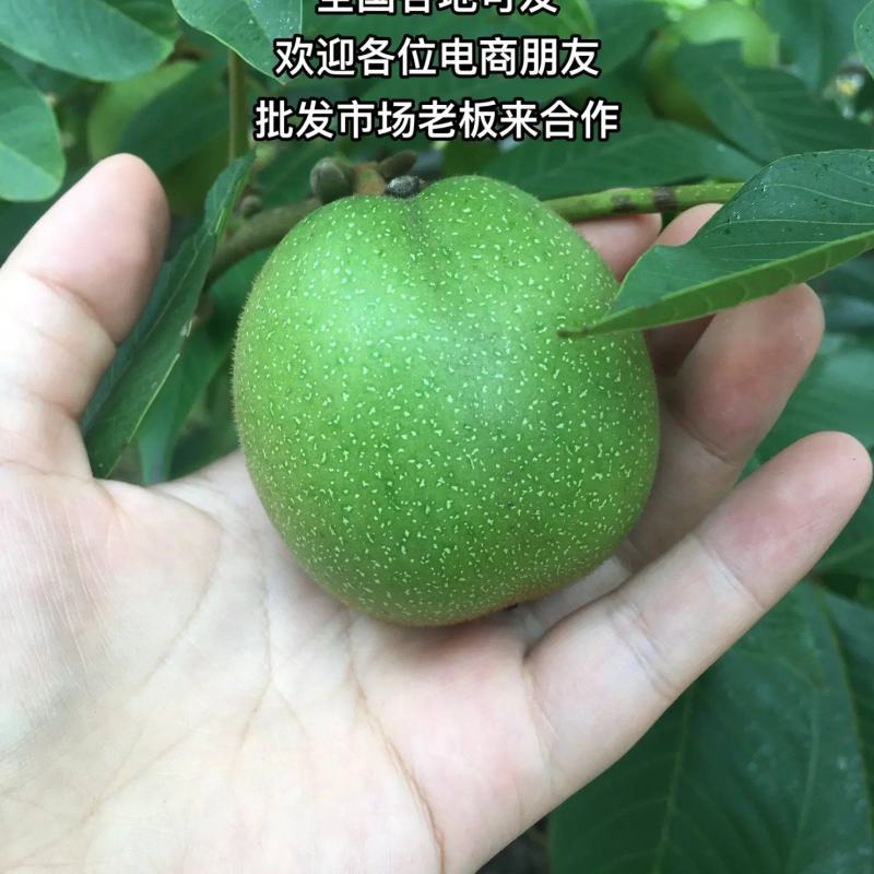 四川凉山盐源县老树核桃，质量上乘，一件代发。
