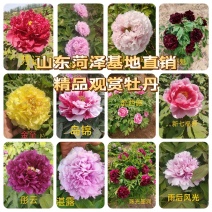 菏泽大型基地直销，精品观赏牡丹，牡丹花，全系品种，保品种