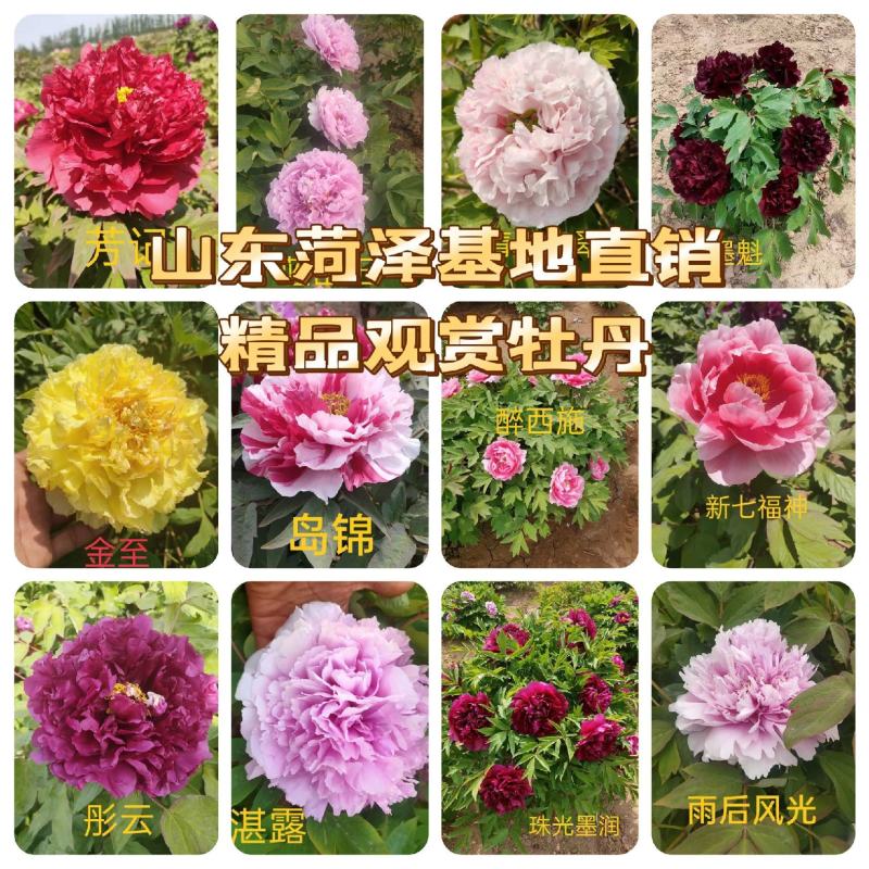 菏泽大型基地直销，精品观赏牡丹，牡丹花，全系品种，保品种