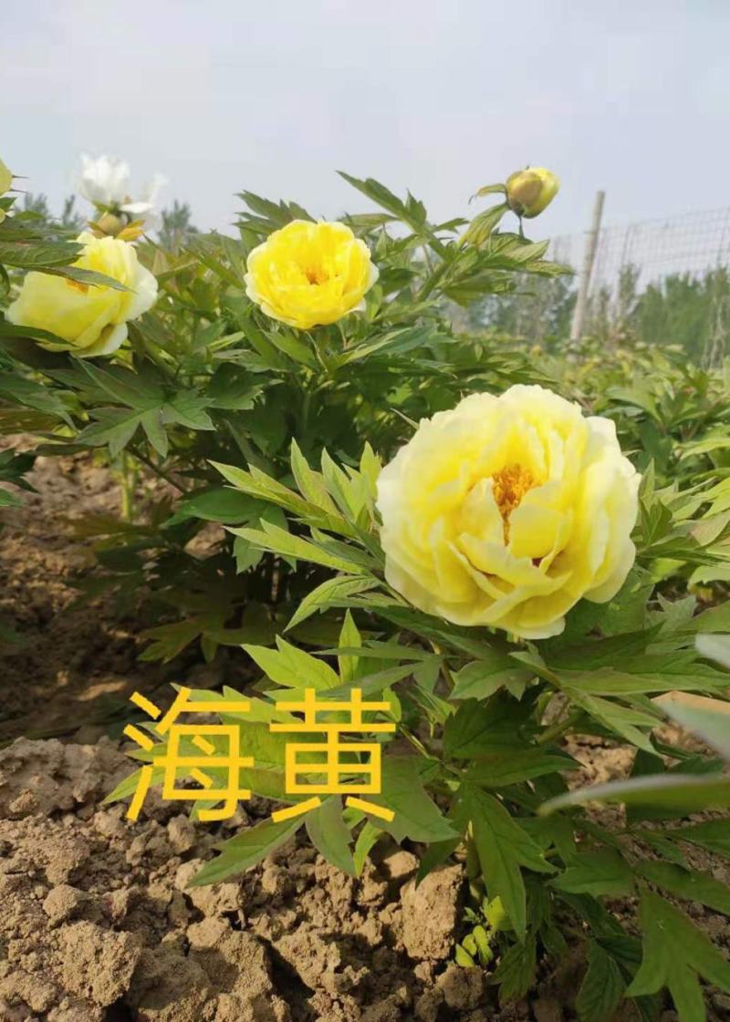 菏泽大型基地直销，精品观赏牡丹，牡丹花，全系品种，保品种