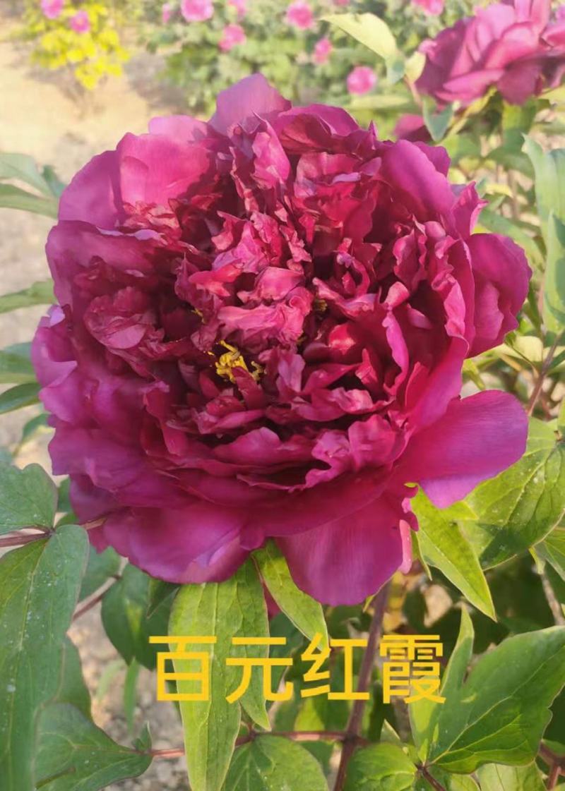 菏泽大型基地直销，精品观赏牡丹，牡丹花，全系品种，保品种