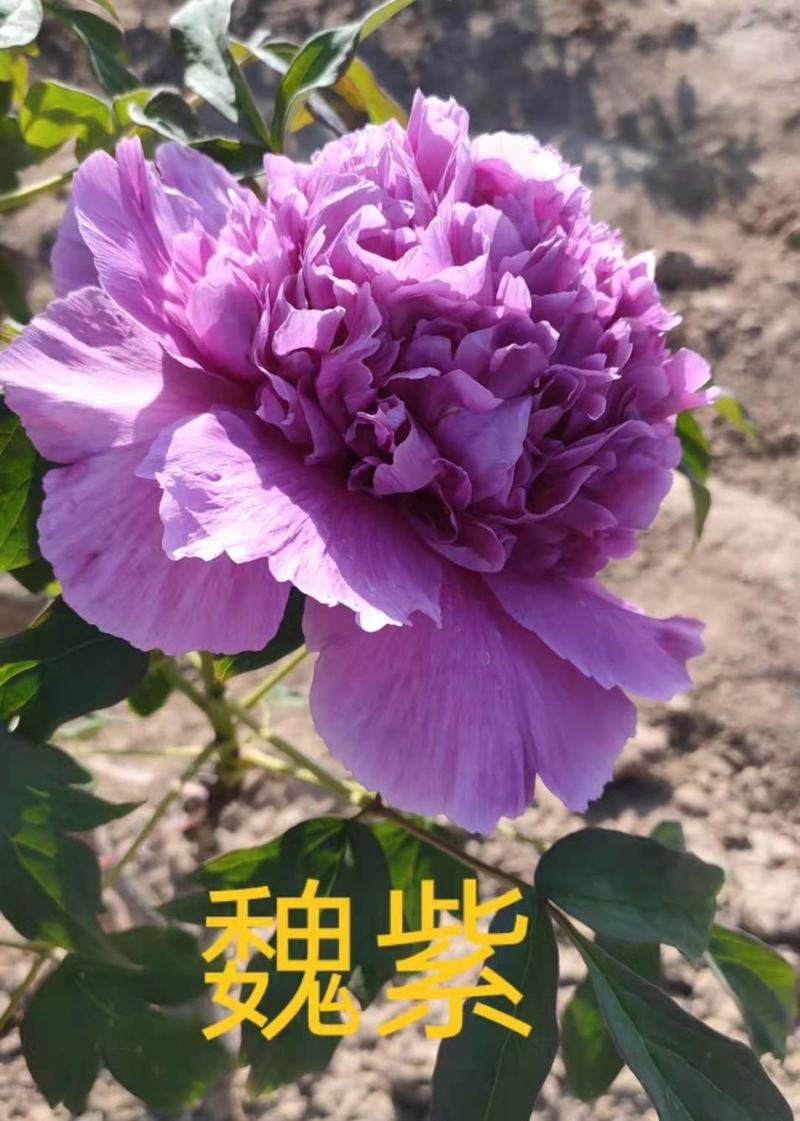 菏泽大型基地直销，精品观赏牡丹，牡丹花，全系品种，保品种