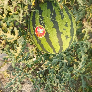 云南甜王