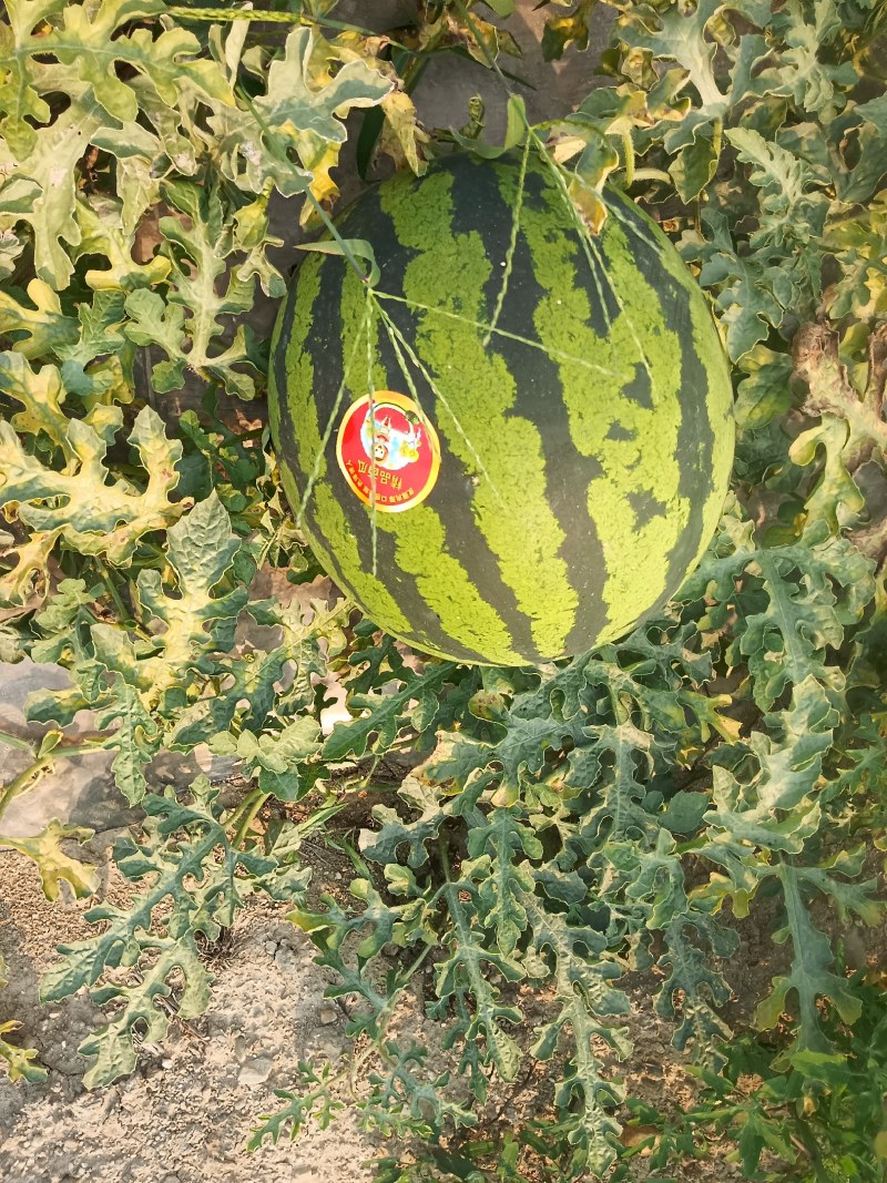 云南甜王