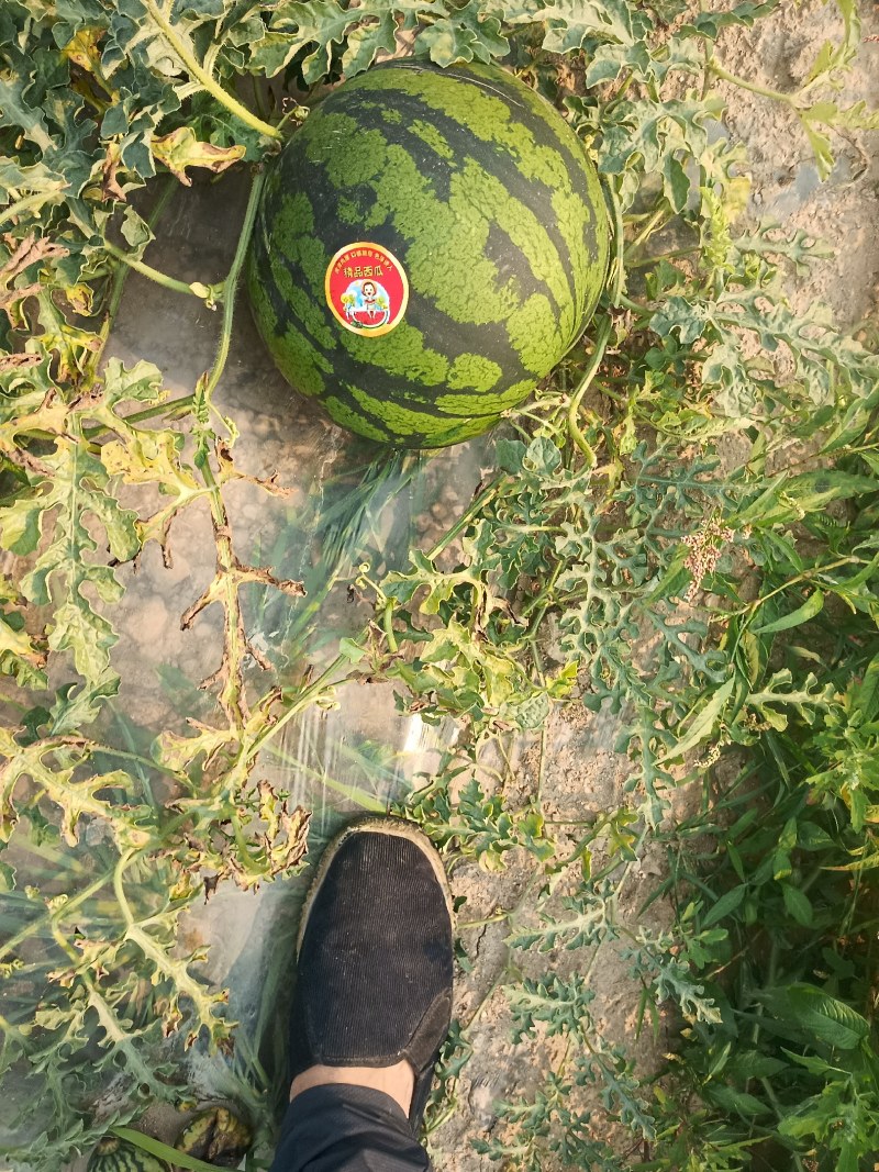 云南甜王