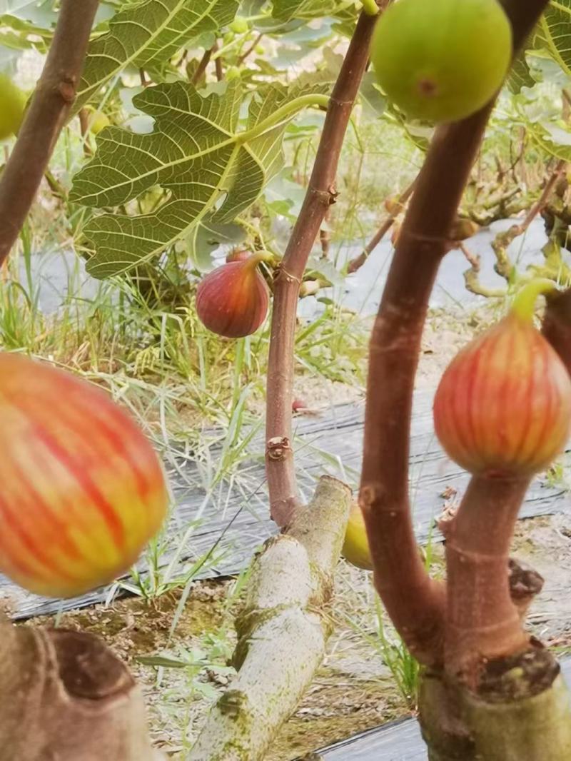 无花果全年不间断供应全国几小时到货美团优选超市批发市场