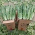 云南基地直供精品油麦菜现摘现发价格优惠货量充足欢迎咨询